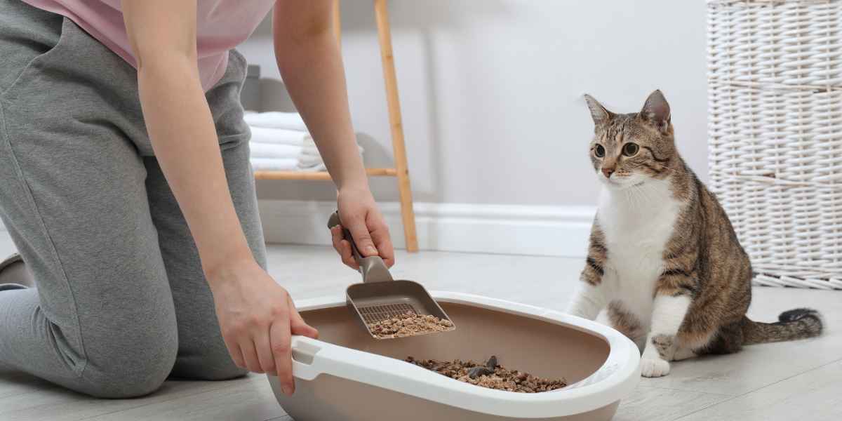 Cat litter box being cleaned by woman