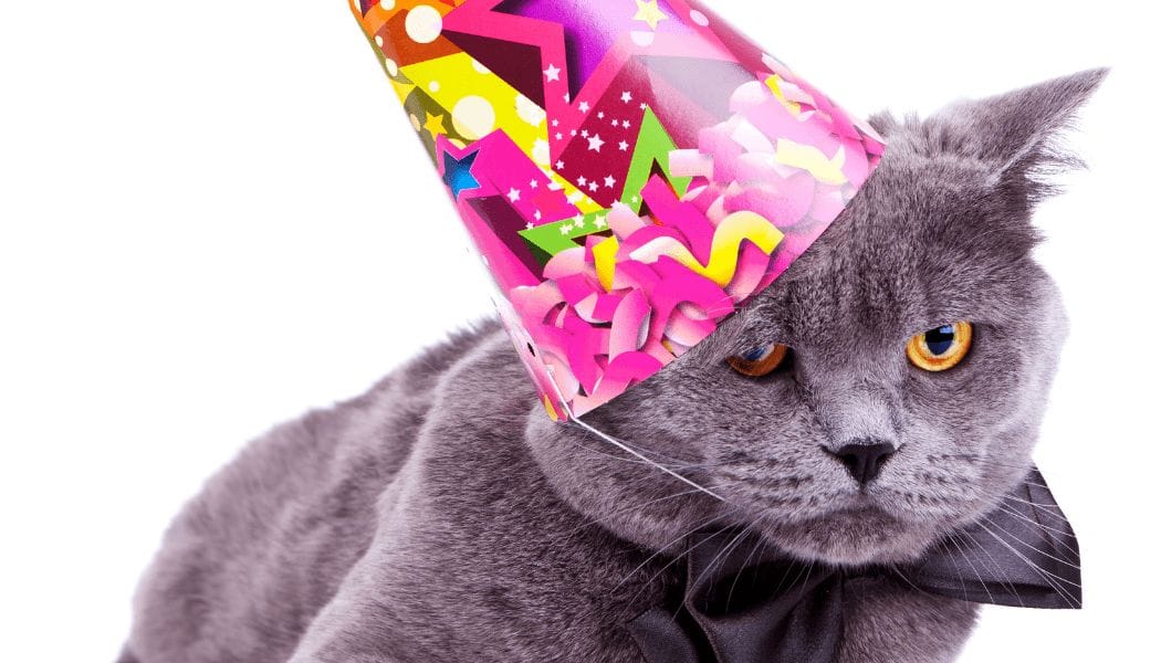 cat wearing birthday cap