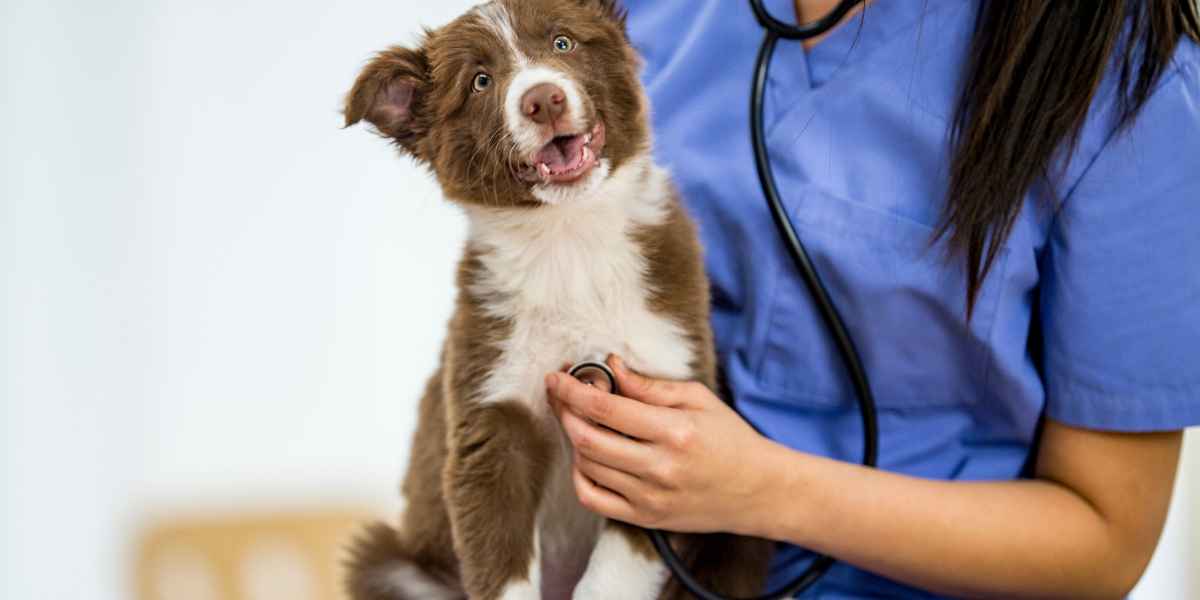 dog at a vet
