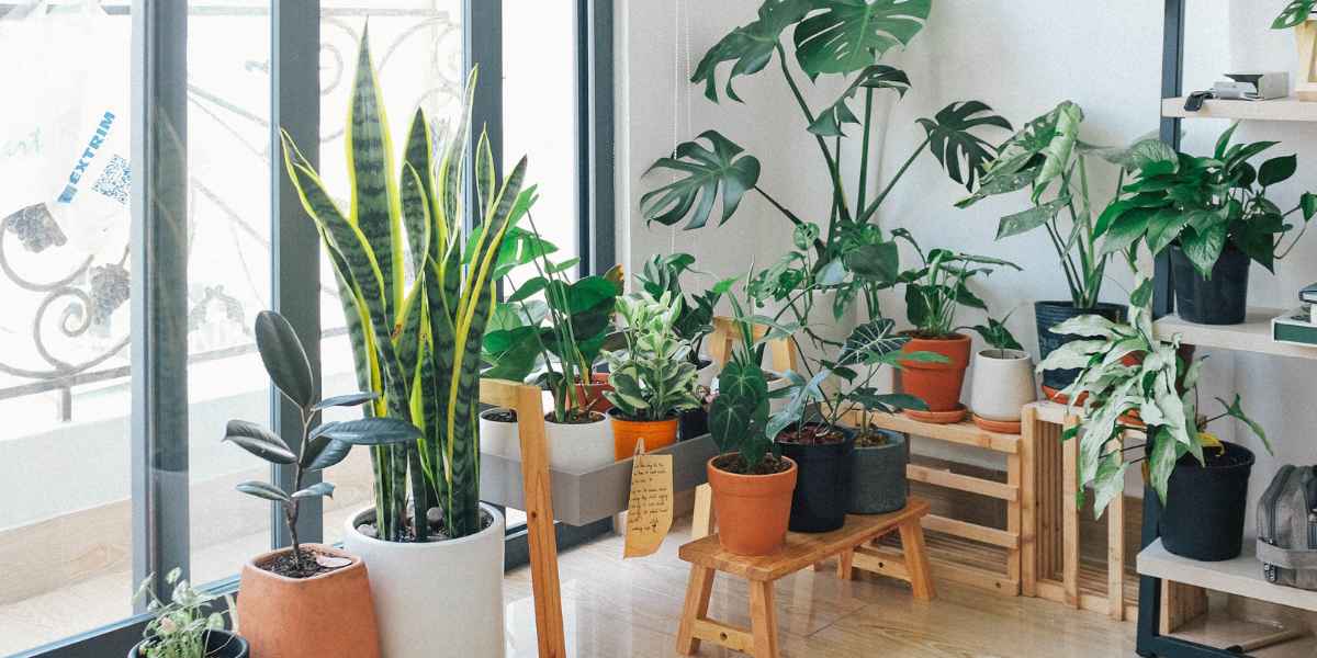 Indoor plants for better air quality