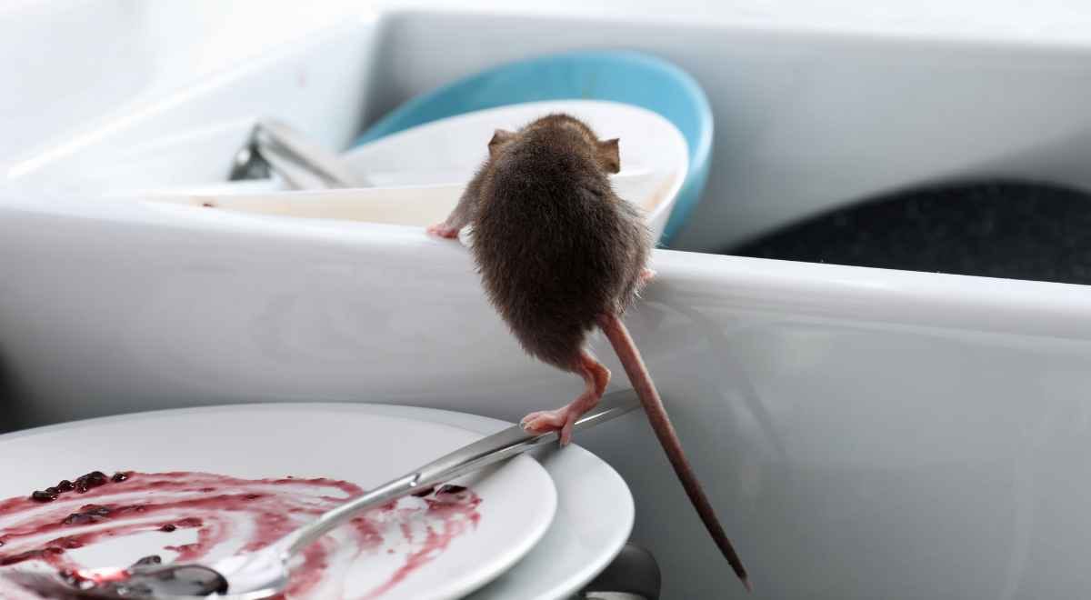 rat in the kitchen dishes