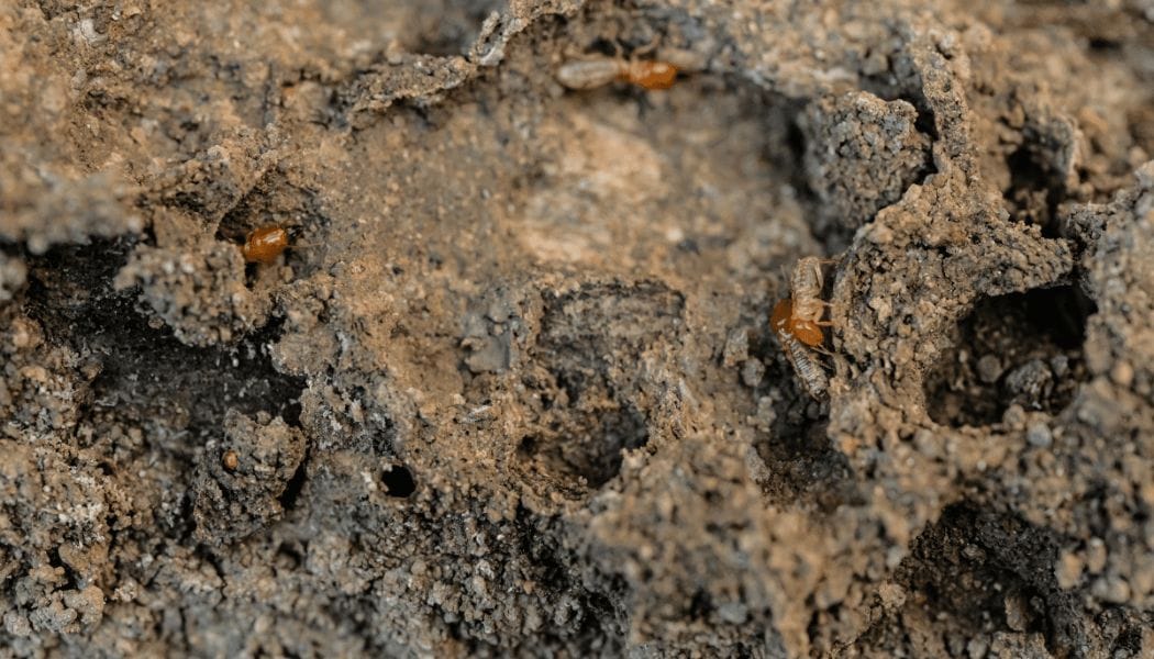 subterranean termites, home