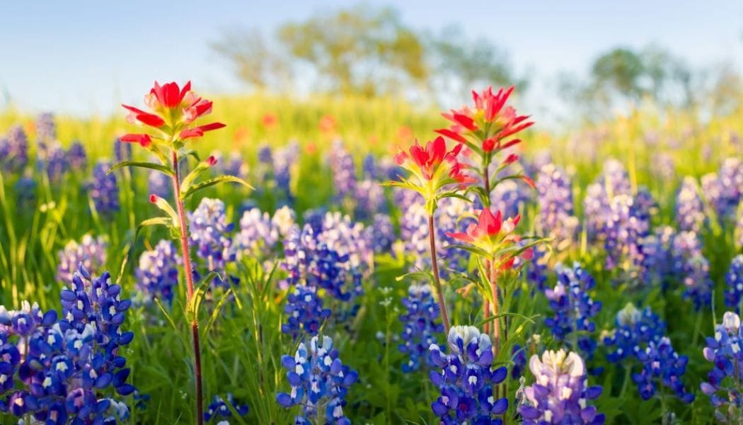 Wildflowers