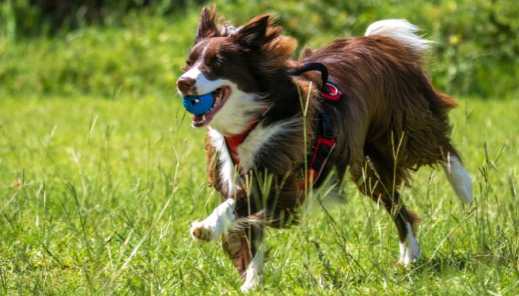 A border coolie running around with a ball in its mouth