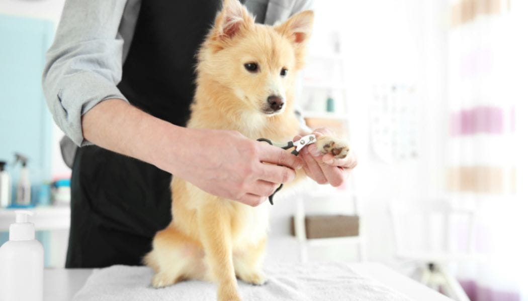 A dog's nail being clipped