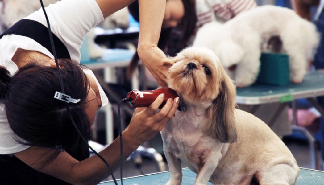 A groomer trimming a dog's coat