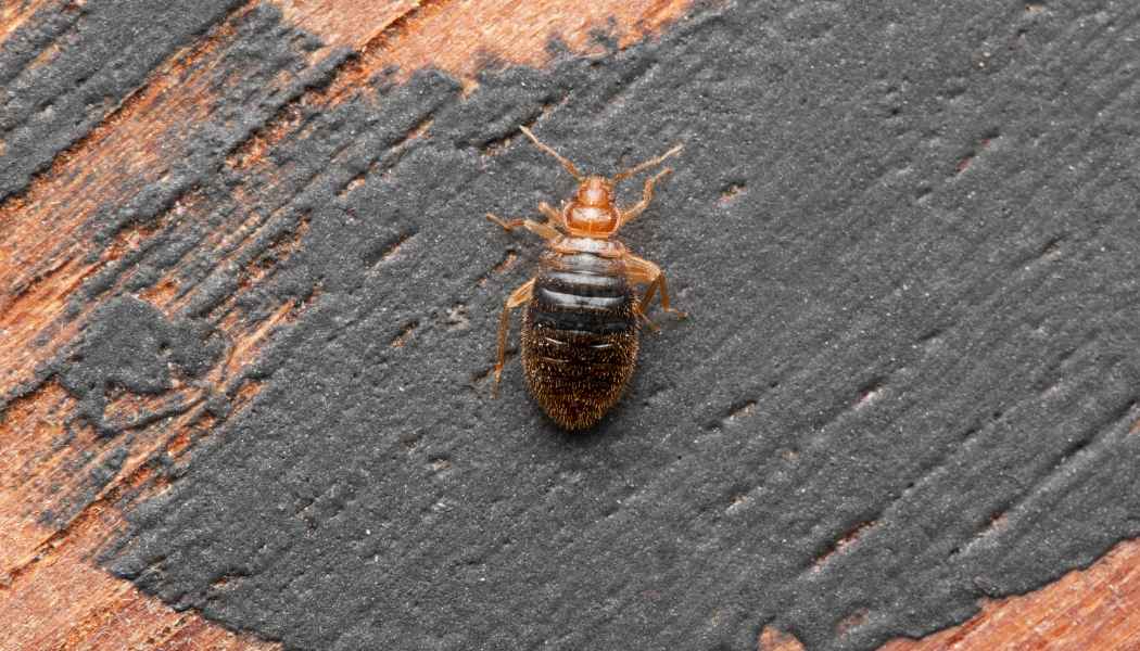 Bed bug on a wooden surface