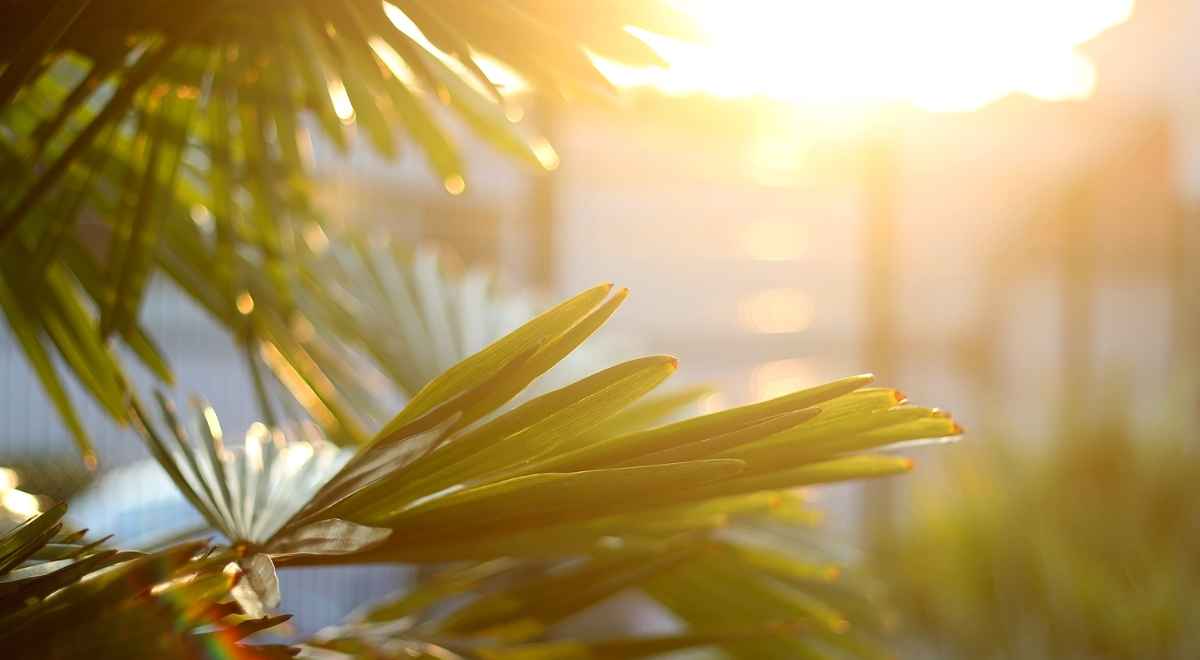 Plants Burning Up? Tips to keep your Plants cool this summer