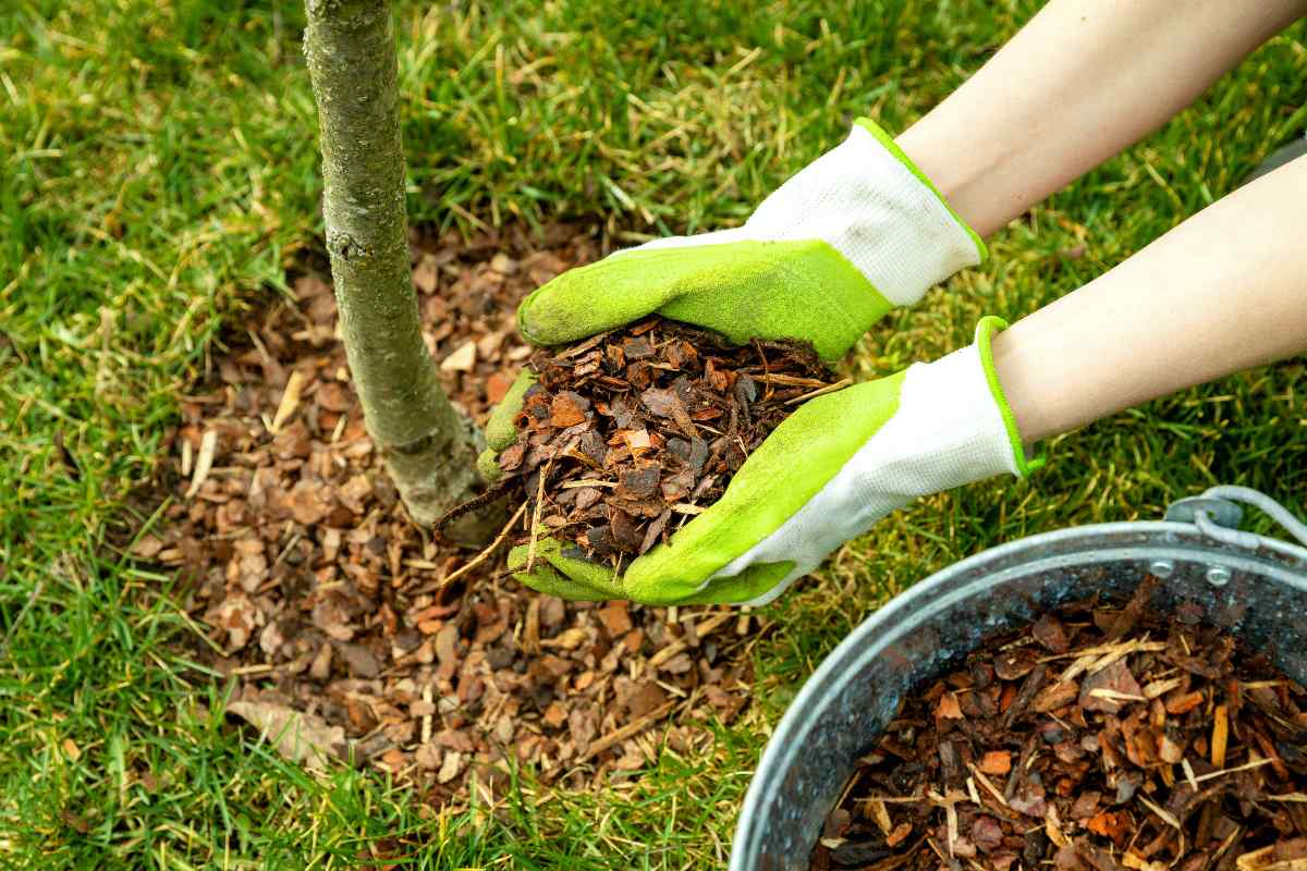 The Essential Guide to Keeping Your Trees Healthy and Thriving