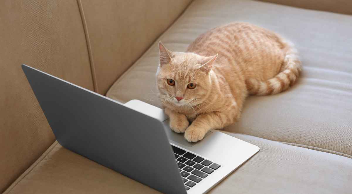 A cat keeping it's paw on the touchpad of a laptop