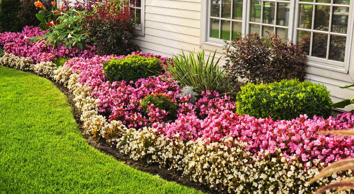 A lush and colorful garden border