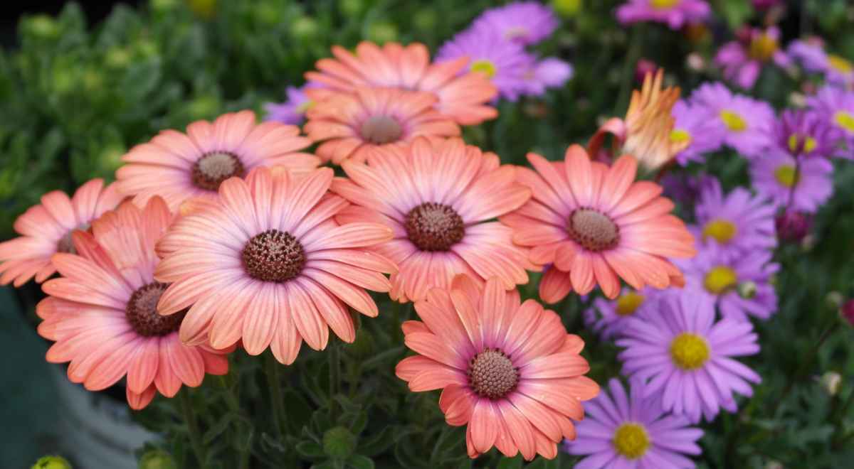 orange African Daisy