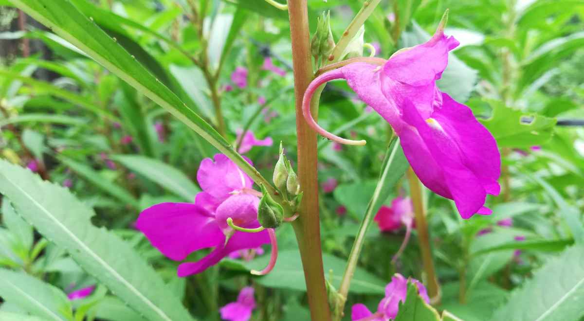 Balsam flowers