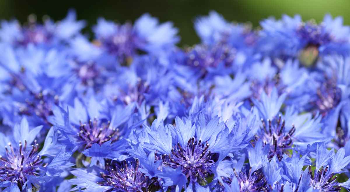 field of blue corn flowers