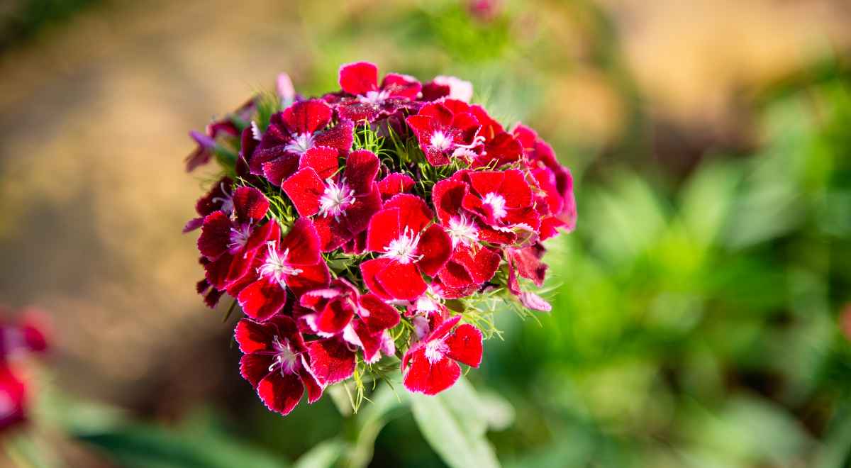 red flowers