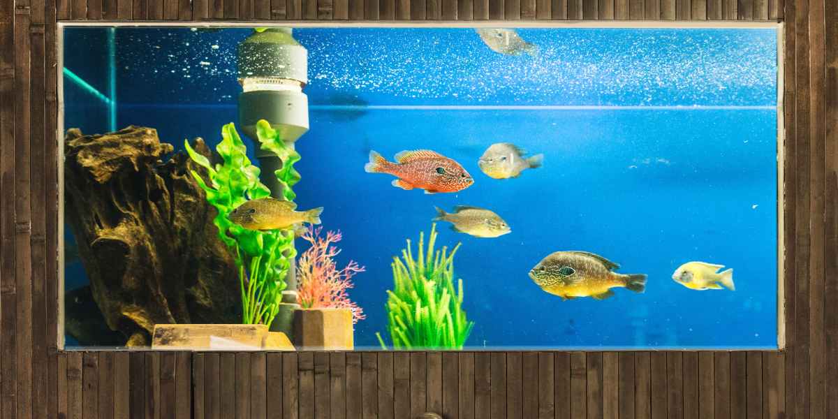 Functional Aquariums