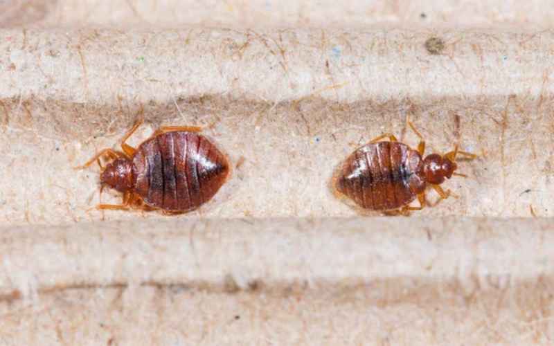 Bedbugs on mattress