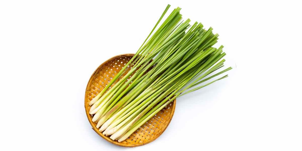 Lemongrass And Citronella