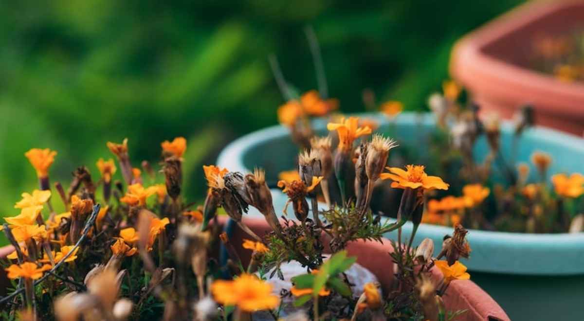 Marigolds in a pot