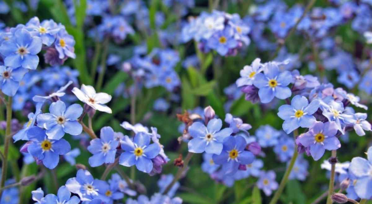 blue forget-me-not flowers