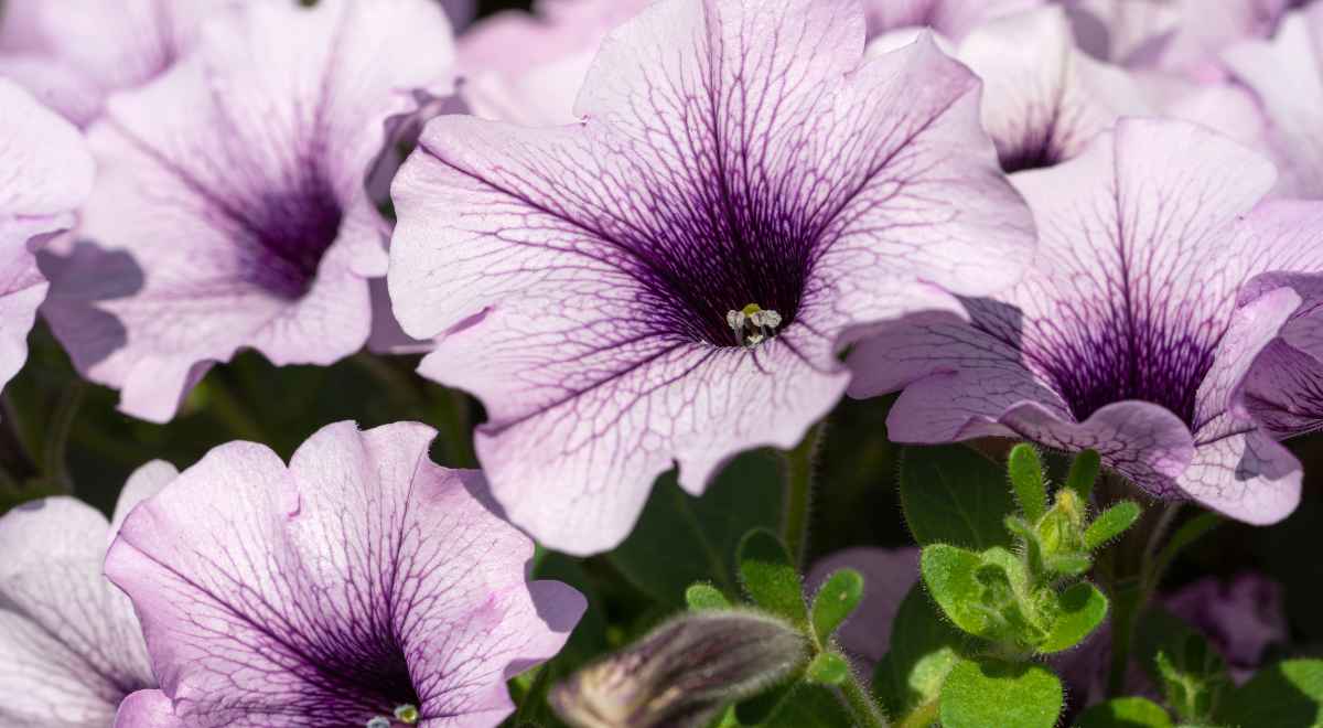 Lavender Petunia Hybrida