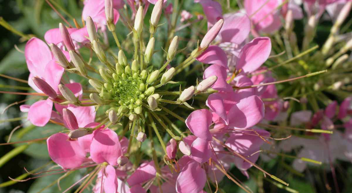 Spider flower