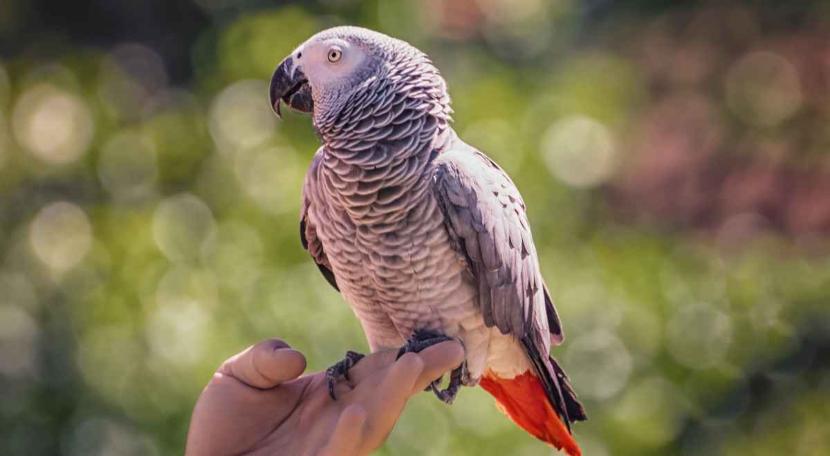 An African grey parrot 