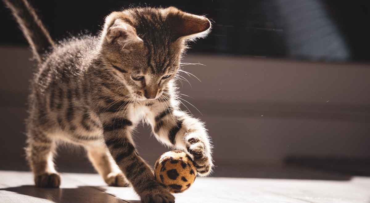 A baby cat playing with a ball