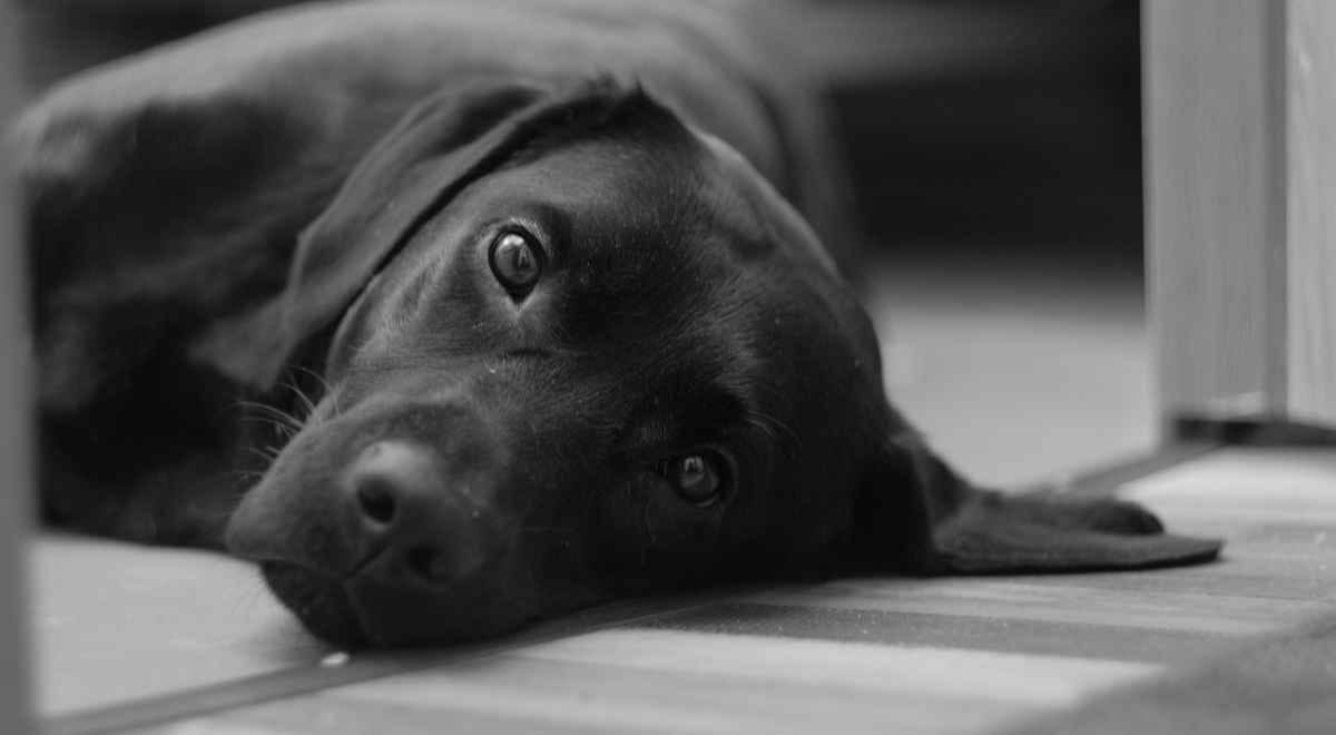 Black and white image of a dog lying on the floor