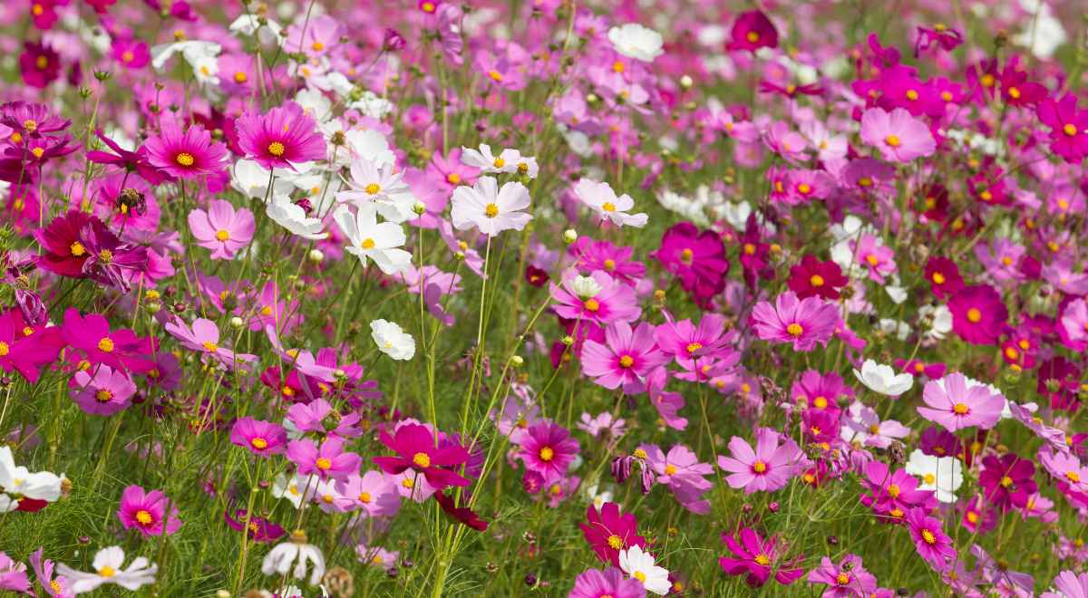 white and pink flowers