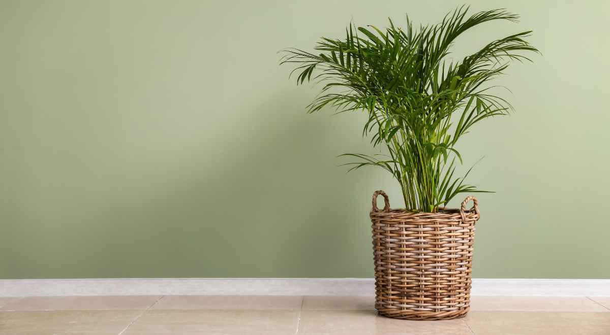 palm tree in a pot kept indoors