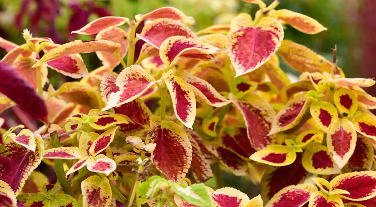 red coleus