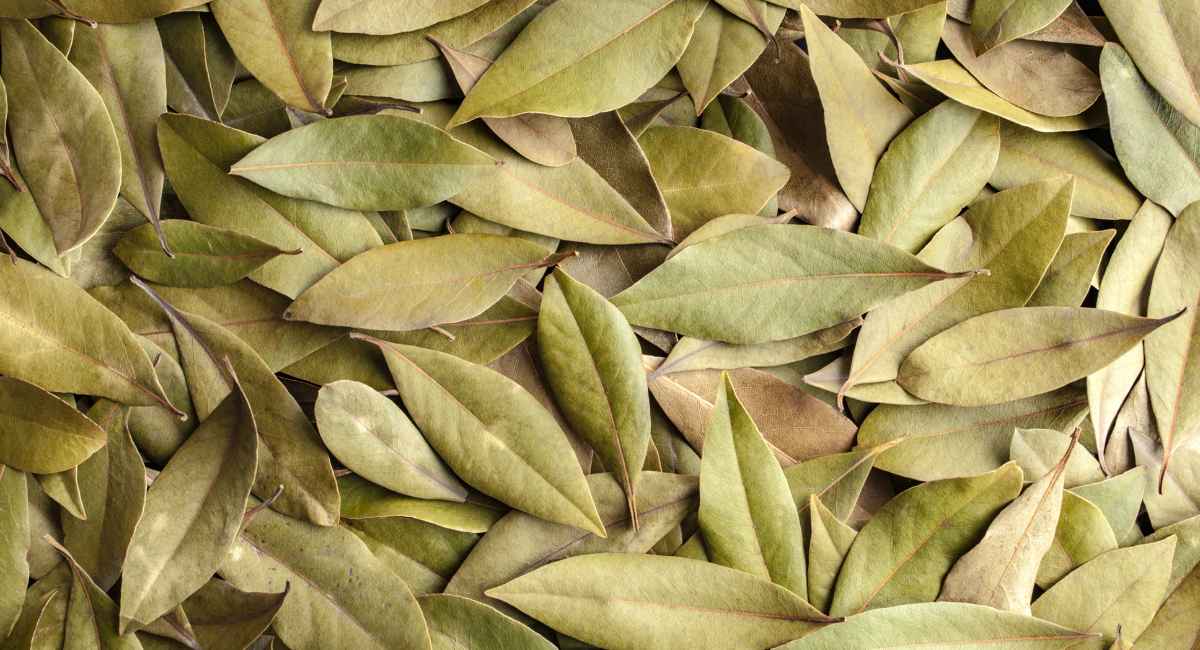 Bay Leaves to repel insects