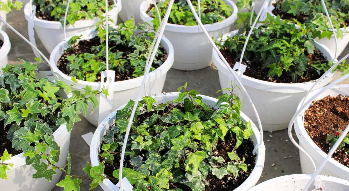 English Ivy seedlings