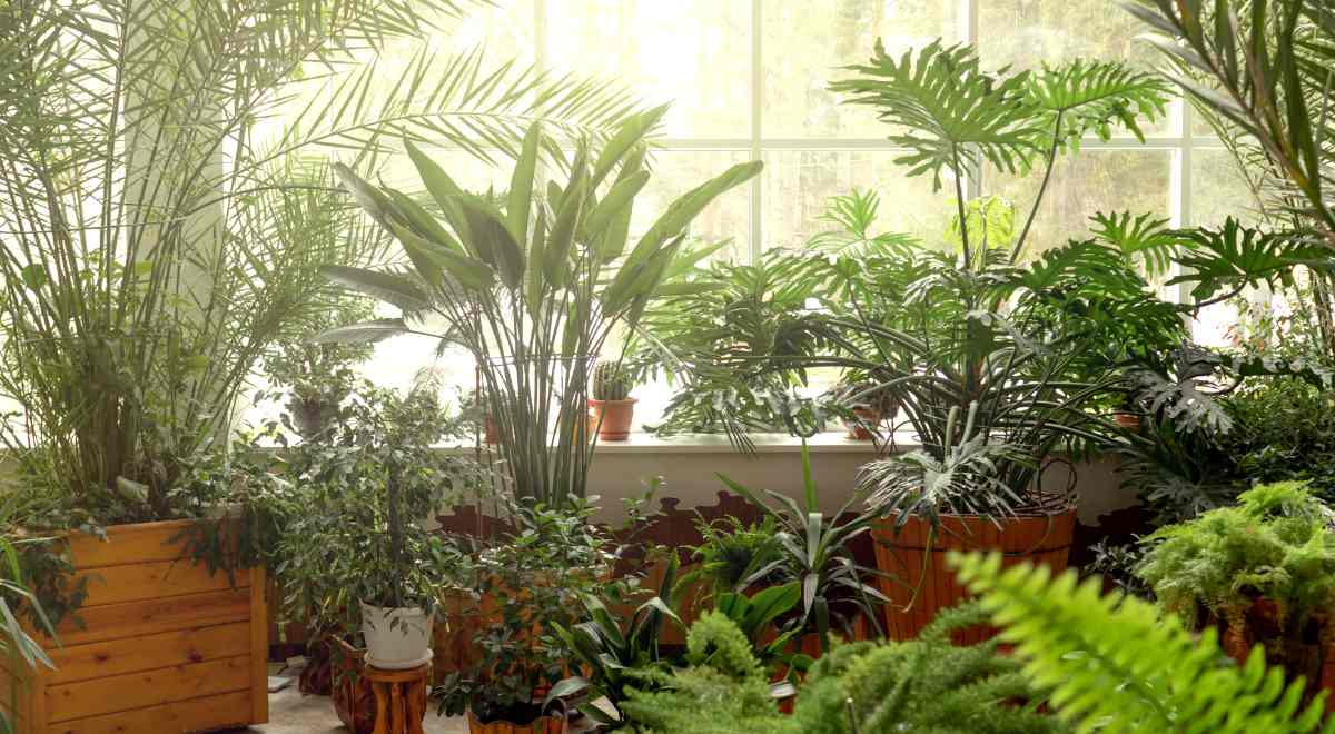 Image of indoor plants