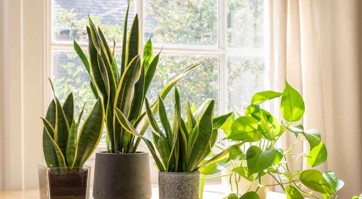 snake plants and other decorative plants