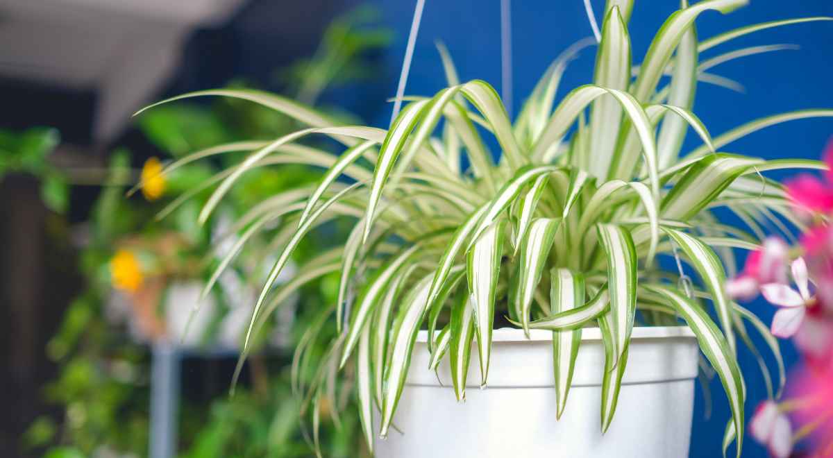 spider plant