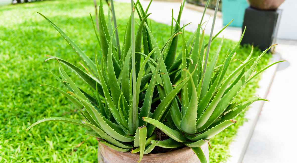 aloe Vera plant