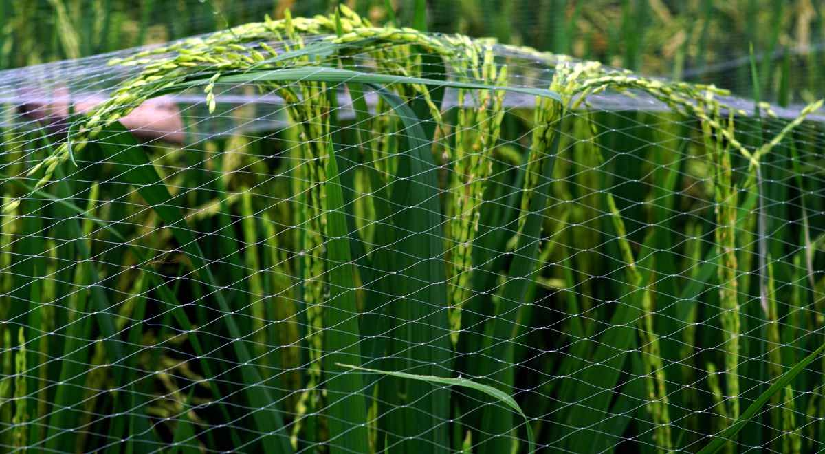 bird netting to protect crops