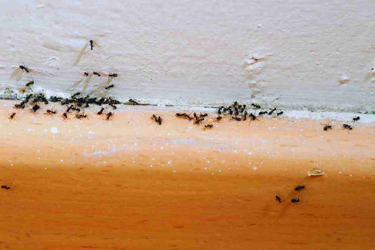 Ant Control Service