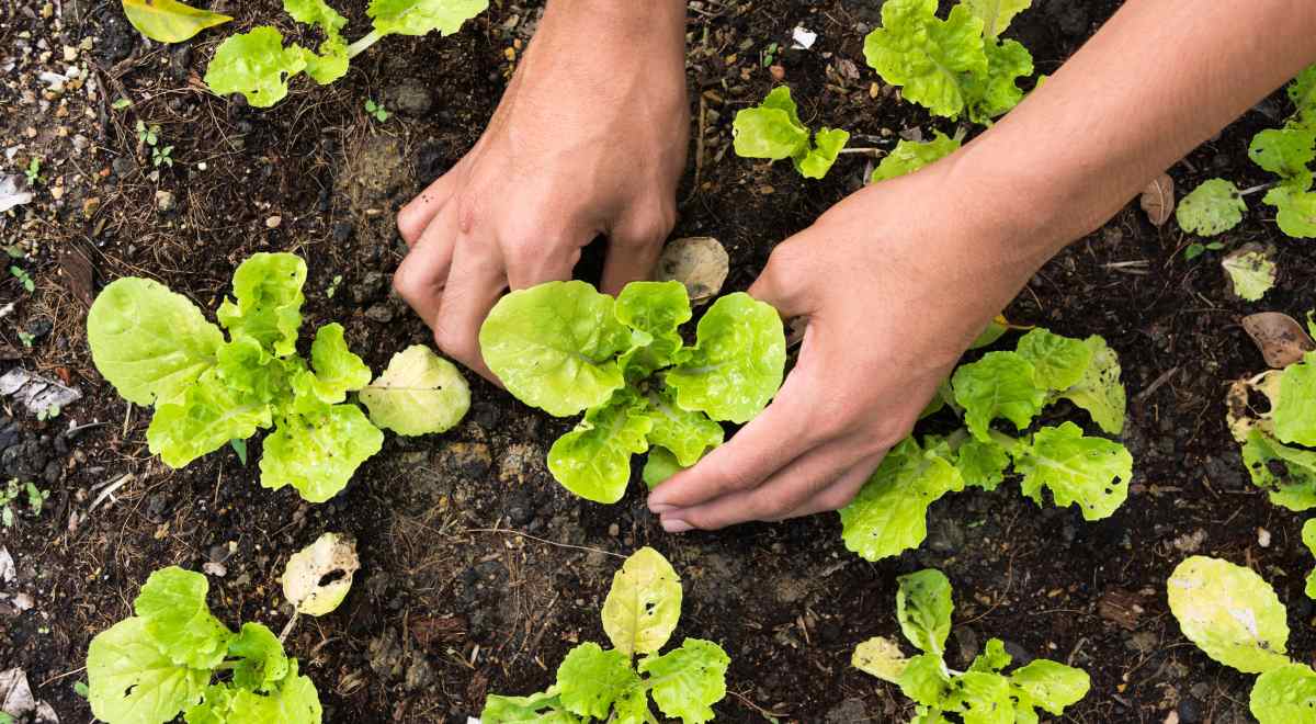 Used lemongrass tea bag as an essential for compost