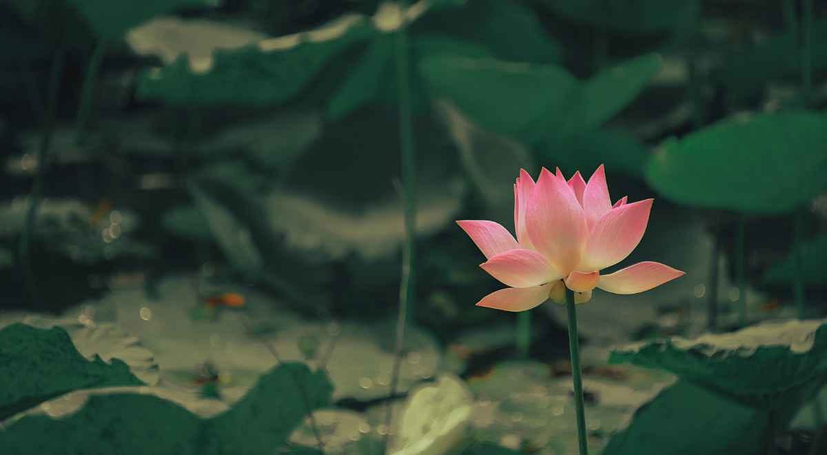 lotus plant