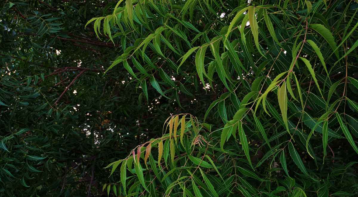 neem plant