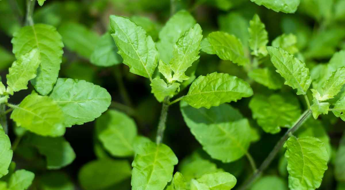 tulsi plant