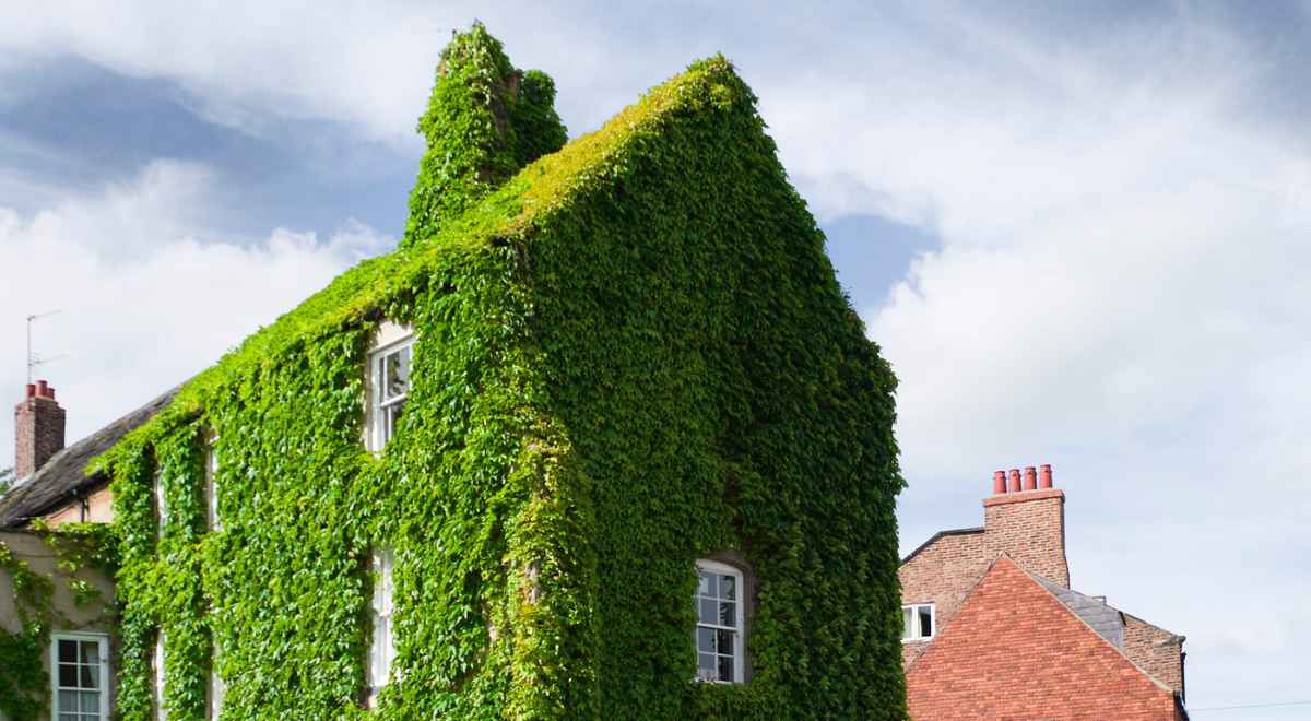 An entire house facade covered with living plants