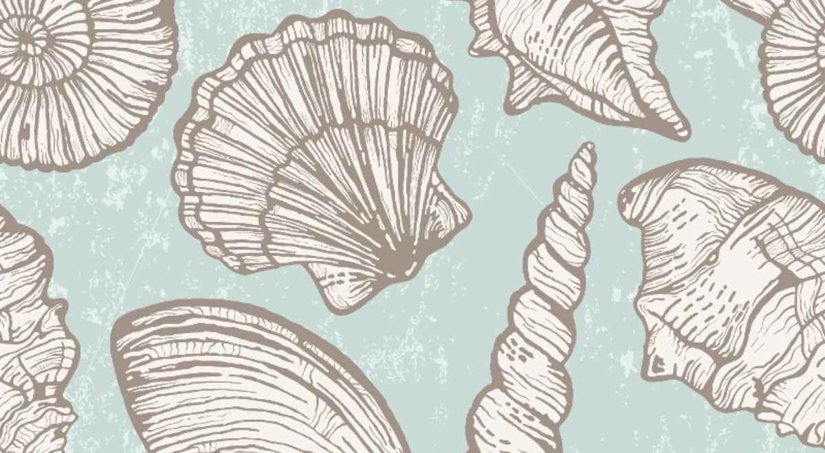 sea shell wallpaper