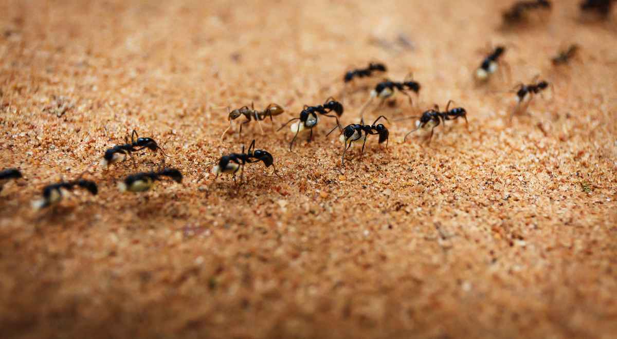 ants