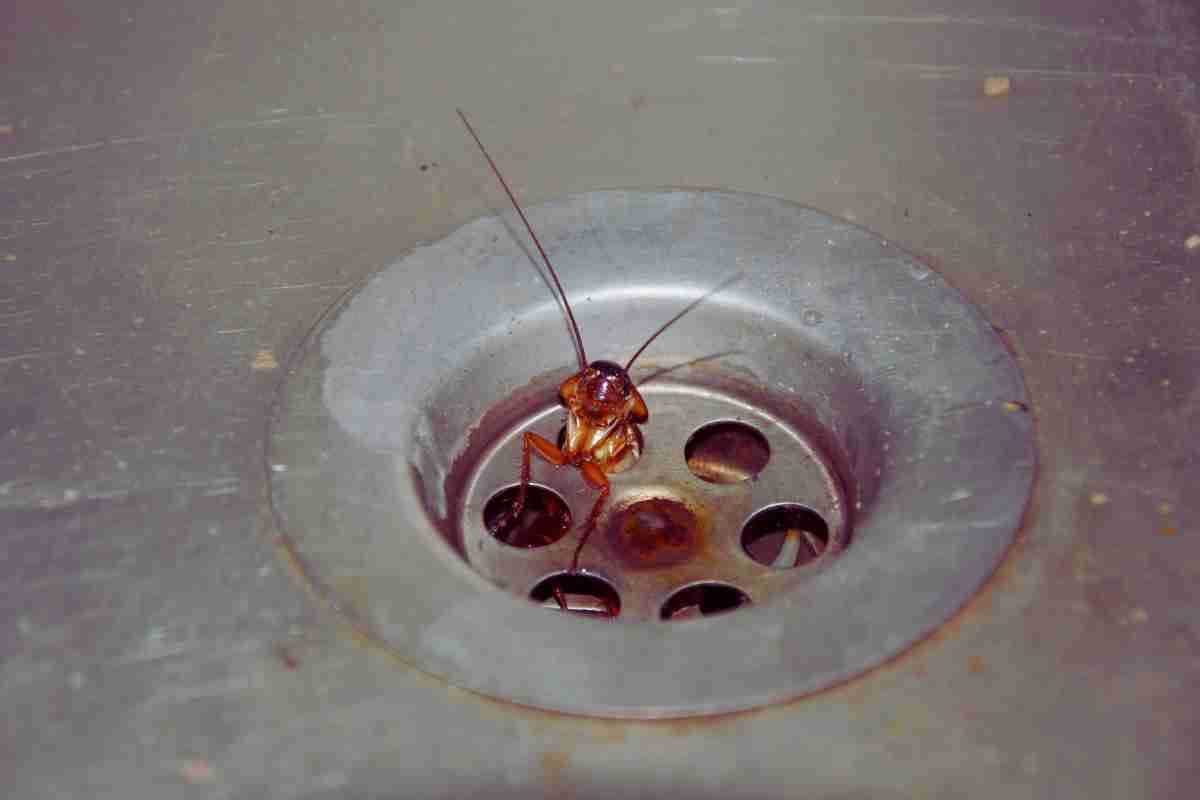 cockroach in sink