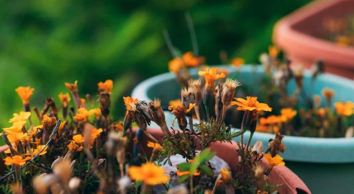 marigold in a pot