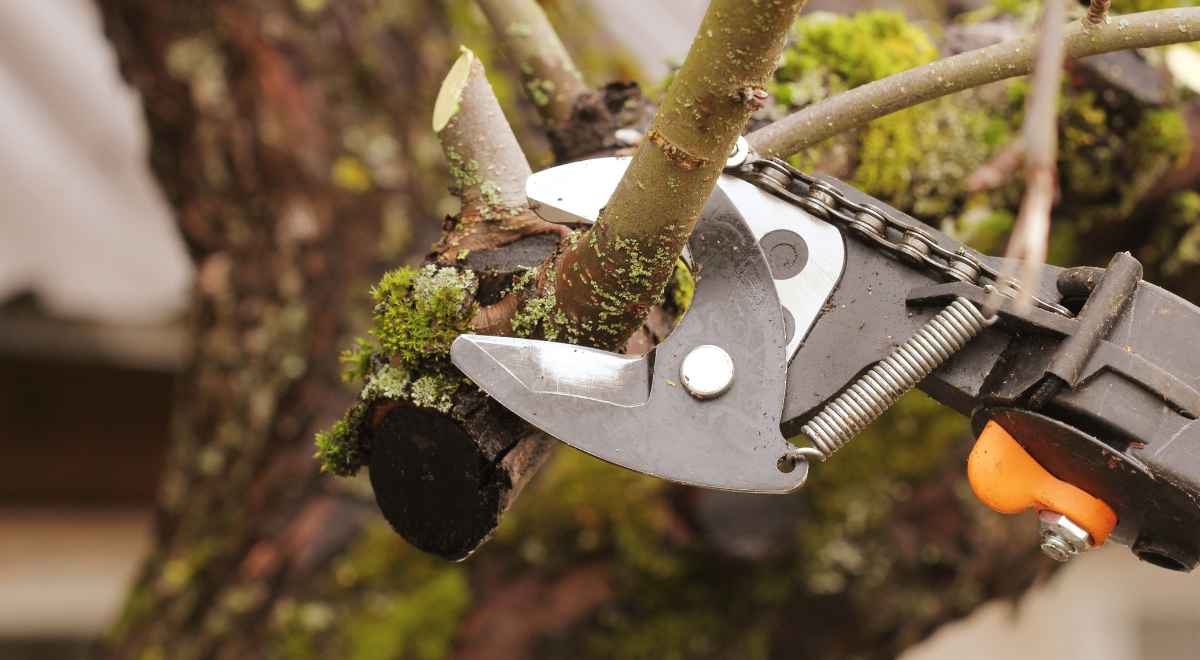 Trimming dead branches to prevent damage